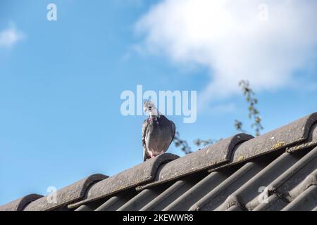 Die Brieftaube läuft auf dem Rücken eines Daches Stockfoto