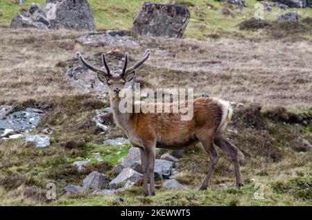 Red Deer Highlands Schottland Stockfoto