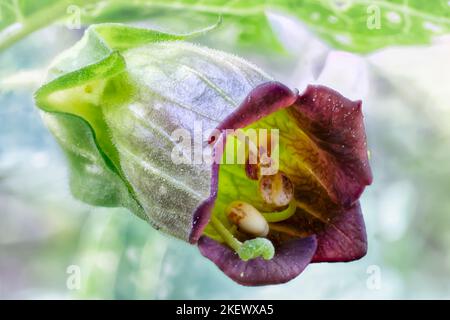 Tödlicher Nachtschatten (Atropa belladonna), Solanaceae; giftige Pflanze. Stockfoto