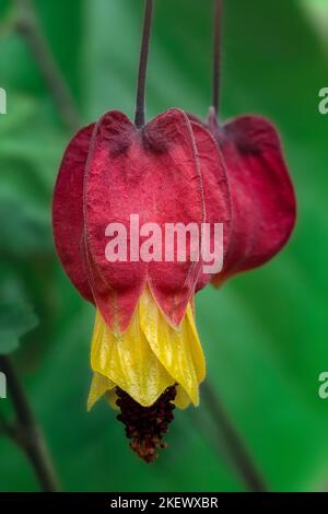 abutilon (Abutilon megapotamicum). Malvaceae. Gartenbusch, Blume rot und gelb. Stockfoto