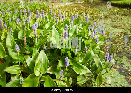 Blaue Blumen von Pontederia cordata, Pickerelkraut im Garten. Sommer und Frühling Stockfoto