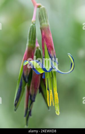 Die Tränen der Königin (Billbergia nutans). Bromeliaceae. Innenanlage. Stockfoto