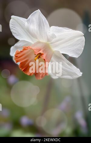 narcissus cv. Rosa Charm, großschalige Daffodil, Amaryllidaceae. Gartenpflanze. Bokeh-Effekt. Stockfoto