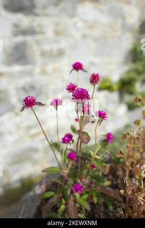 Lila Blumen von Globe Amaranth im Garten. Sommer und Frühling Stockfoto