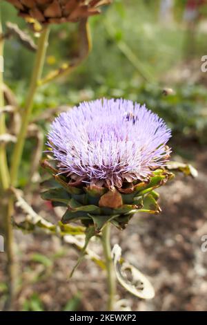 Violette Blüten im Garten. Sommer- und Frühlingszeit Stockfoto