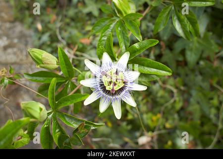 Blaue Blumen Passiflora 'Blue Horizon' im Garten. Fritillärmagnet im Blumenbeet. Sommer- und Frühlingszeit Stockfoto