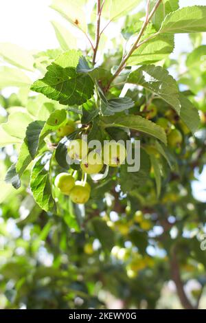 Pflanze von rosaceae malus zumi var. calocarpa Professor sprenger Krabbenapfel im Garten. Sommer- und Frühlingszeit Stockfoto