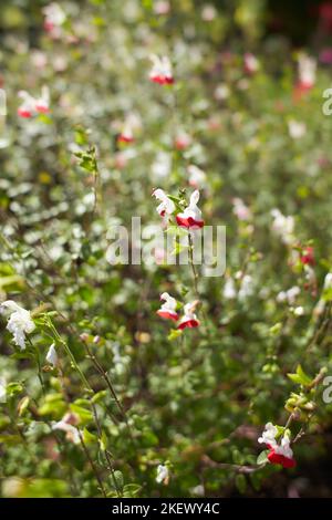 Rote und weiße Blüten lamiaceae salvia jamensis heiße Lippen im Garten. Sommer- und Frühlingszeit Stockfoto