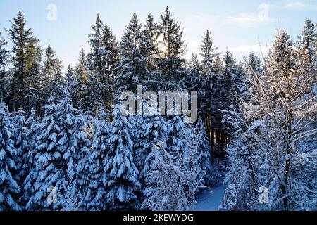 Malerische winterliche Wälder mit hohen alten Bäumen, die mit Schnee bedeckt sind, an einem knusprig sonnigen Dezembertag in den bayerischen Alpen, Bayern, Deutschland Stockfoto