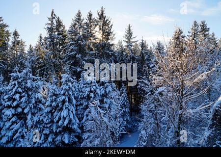 Malerische winterliche Wälder mit hohen alten Bäumen, die mit Schnee bedeckt sind, an einem knusprig sonnigen Dezembertag in den bayerischen Alpen, Bayern, Deutschland Stockfoto