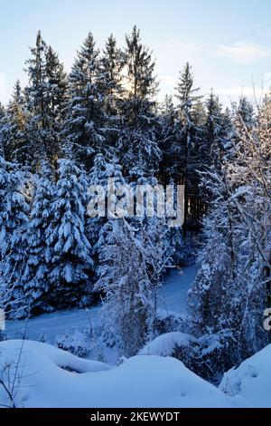 Malerische winterliche Wälder mit hohen alten Bäumen, die mit Schnee bedeckt sind, an einem knusprig sonnigen Dezembertag in den bayerischen Alpen, Bayern, Deutschland Stockfoto