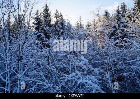 Malerische winterliche Wälder mit hohen alten Bäumen, die mit Schnee bedeckt sind, an einem knusprig sonnigen Dezembertag in den bayerischen Alpen, Bayern, Deutschland Stockfoto