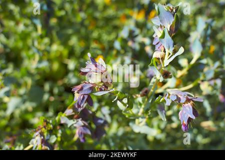 Lila Blumen von Cerinthe Major 'Purpurascens' im Garten. Sommer und Frühling Stockfoto