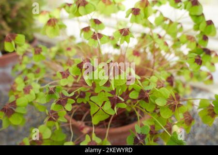 Grüne Blüten oxalis tetraphylla Eisenkreuz Oxalidaceae im Garten. Sommer- und Frühlingszeit Stockfoto