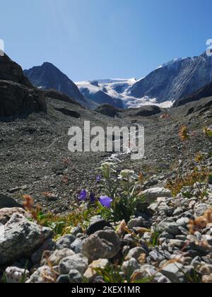 Eine Auswahl von alpinen Blumen, die in den europäischen Alpen gefunden werden. Alle Bilder, die ich selbst gemacht habe, während ich die Natur der Alpen erkundeten und entdeckten. Stockfoto