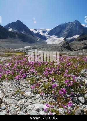 Eine Auswahl von alpinen Blumen, die in den europäischen Alpen gefunden werden. Alle Bilder, die ich selbst gemacht habe, während ich die Natur der Alpen erkundeten und entdeckten. Stockfoto