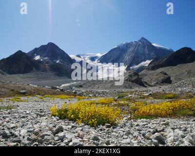 Eine Auswahl von alpinen Blumen, die in den europäischen Alpen gefunden werden. Alle Bilder, die ich selbst gemacht habe, während ich die Natur der Alpen erkundeten und entdeckten. Stockfoto