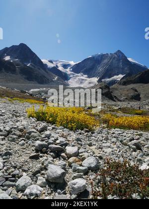 Eine Auswahl von alpinen Blumen, die in den europäischen Alpen gefunden werden. Alle Bilder, die ich selbst gemacht habe, während ich die Natur der Alpen erkundeten und entdeckten. Stockfoto