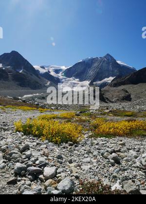 Eine Auswahl von alpinen Blumen, die in den europäischen Alpen gefunden werden. Alle Bilder, die ich selbst gemacht habe, während ich die Natur der Alpen erkundeten und entdeckten. Stockfoto