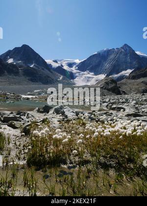 Eine Auswahl von alpinen Blumen, die in den europäischen Alpen gefunden werden. Alle Bilder, die ich selbst gemacht habe, während ich die Natur der Alpen erkundeten und entdeckten. Stockfoto