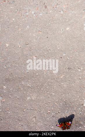 Schmetterling Pfau Auge auf dem Asphalt Stockfoto
