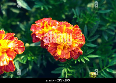 Orangefarbene und rote Tageten oder Ringelblumen im heimischen Garten. Tagesetes blüht an einem sonnigen Tag auf einem grünen Hintergrund eines Hausgartens. Stockfoto