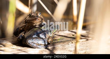 AGA Kröte, Bufo Marinus auf einem Baumstamm sitzend, Amphibienbewohner im Feuchtgebiet-Ökosystem, Haff Reimech Stockfoto