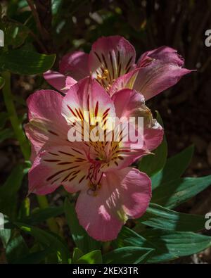 Nahaufnahme der hellen und bunten rosa-gelben und weißen Blüten von Alstroemeria aka peruanische Lilie oder Lilie der Inkas, die im Garten im Freien blühen Stockfoto