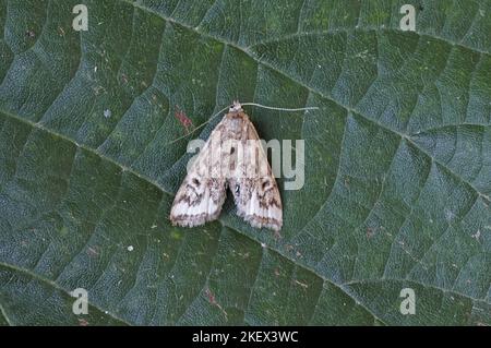 Kleine China-Markierung (Cataclysta lemnata) aberant erwachsenes Weibchen in Ruhe auf Blatt Eccles-on-Sea, Norfolk, Großbritannien August Stockfoto