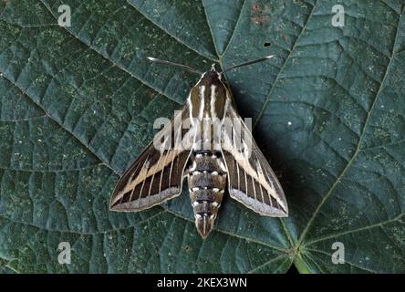 Gestreifte Falkenmotte (Hyles livornica), Erwachsene in Ruhe auf Eccles-on-Sea, Norfolk, Großbritannien Juni Stockfoto