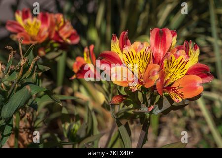 Nahaufnahme von bunten und exotischen roten orange und gelben Blüten von Alstroemeria aka peruanische Lilie oder Lilie der Inkas, die im Garten blühen Stockfoto