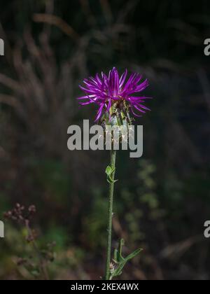 Nahaufnahme der leuchtend violetten centaurea aspera oder der rauen Sterndistel-Blume, die im Freien in Sonnenlicht auf dunklem, natürlichem Hintergrund blüht Stockfoto