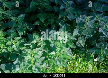 Brennnesseln stechen. Urtica dioica - gewöhnliche Brennnessel, brennende Brennnessel, stechende Brennnessel. Stockfoto