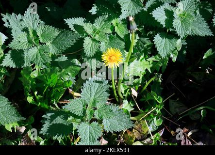 Brennnesseln stechen. Urtica dioica - gewöhnliche Brennnessel, brennende Brennnessel, stechende Brennnessel. Mit Löwenzahn ( Taraxacum officinale). Oktober 2022. Herbst Stockfoto