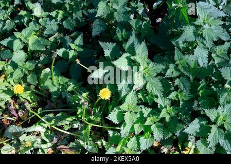 Brennnesseln.Urtica dioica - gewöhnliche Brennnessel, brennende Brennnessel, stechende Brennnessel. Mit Löwinenzapfen ( Taraxacum officinale). Oktober 2022. Herbst Stockfoto