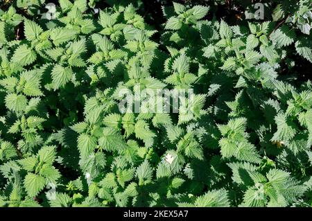 Brennnesseln stechen. Urtica dioica - gewöhnliche Brennnessel, brennende Brennnessel, stechende Brennnessel. Stockfoto