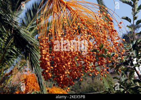 Phoenix dactylifera - Dattelpalmen mit hängenden Früchten an einem blauen Himmel. Lesbos. Oktober 2022. Stockfoto