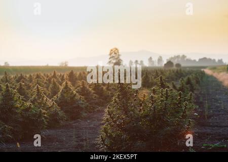 CBD-Hanfknospen mit Blättern, die bei einer Sommerbrise bei Sonnenuntergang auf der Plantage schwingen Stockfoto