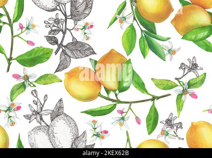 Nahtloses Muster aus Zitronenfrüchten mit Blume auf weißem Hintergrund. Handbemalte Illustration Verpackung Design von Zitrone Tee Produkte und Mode-Design. Stockfoto