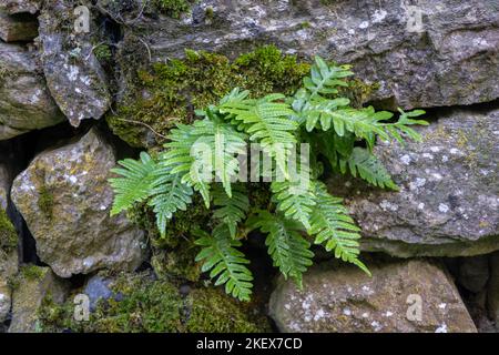 Nahaufnahme der hellgrünen Wedel von polypodium cambricum, auch bekannt als südlicher Polypody oder Kalkstein-Polypody nach dem Regen auf der alten moosigen Steinmauer Stockfoto