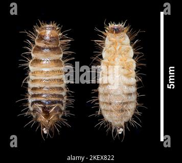 Teppich Käfer Larve, dorsale & ventrale Ansichten - Anthrenus fuscus (wolliger Bär) Dunkelfeld-Photomikrograph, Maßstab 5mm Stockfoto