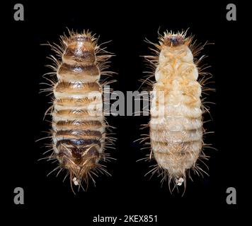 Teppich Käfer Larve, dorsal & ventral Ansichten - Anthrenus fuscus (wolliger Bär) Dunkelfeld Photomikrograph Stockfoto