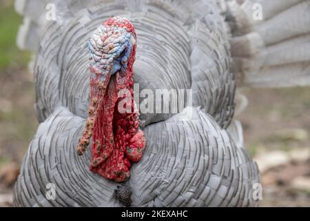 Männlich Domestic Turkey mit Männchen, das Balzfedern zeigt Stockfoto