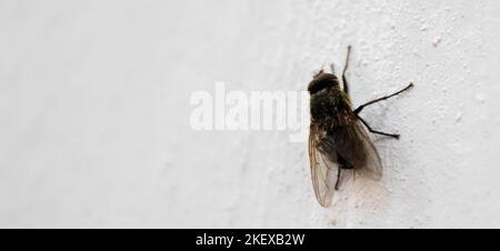 Nahaufnahme Blow Fly, Aas Fliege, Schmeißfliegen, cyaneopubescens oder Cluster Fliege an weißer Wand Stockfoto