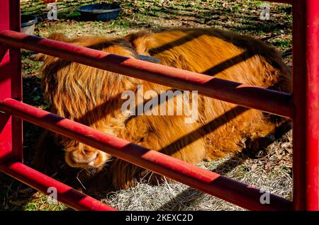 Ein schottisches Highland-Kalb (Bos taurus taurus) ruht während der jährlichen Scottish Highland Games am 13. November 2022 in Gulfport, Mississippi, in einer Feder. Stockfoto