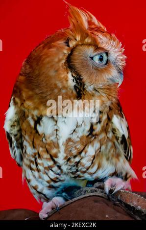 Während des jährlichen Celtic Music Festival und der Scottish Highland Games in Gulfport, Mississippi, ruht eine östliche Kreischeule auf der Hand eines Wildtierretters. Stockfoto