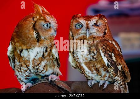 Östliche Kreischeulen ruhen auf der Hand eines Wildtierhelfers während des jährlichen Celtic Music Festival und der Scottish Highland Games in Gulfport, Mississippi. Stockfoto