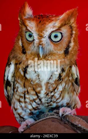 Während des jährlichen Celtic Music Festival und der Scottish Highland Games in Gulfport, Mississippi, ruht eine östliche Kreischeule auf der Hand eines Wildtierretters. Stockfoto