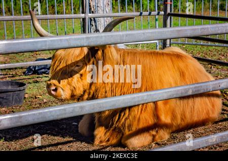 Eine schottische Highland-Kuh (Bos taurus taurus) ruht während der jährlichen Scottish Highland Games am 13. November 2022 in Gulfport, Mississippi, in einer Feder. Stockfoto