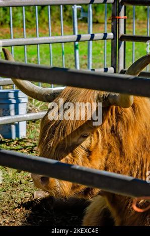 Eine schottische Highland-Kuh (Bos taurus taurus) ruht während der jährlichen Scottish Highland Games am 13. November 2022 in Gulfport, Mississippi, in einer Feder. Stockfoto